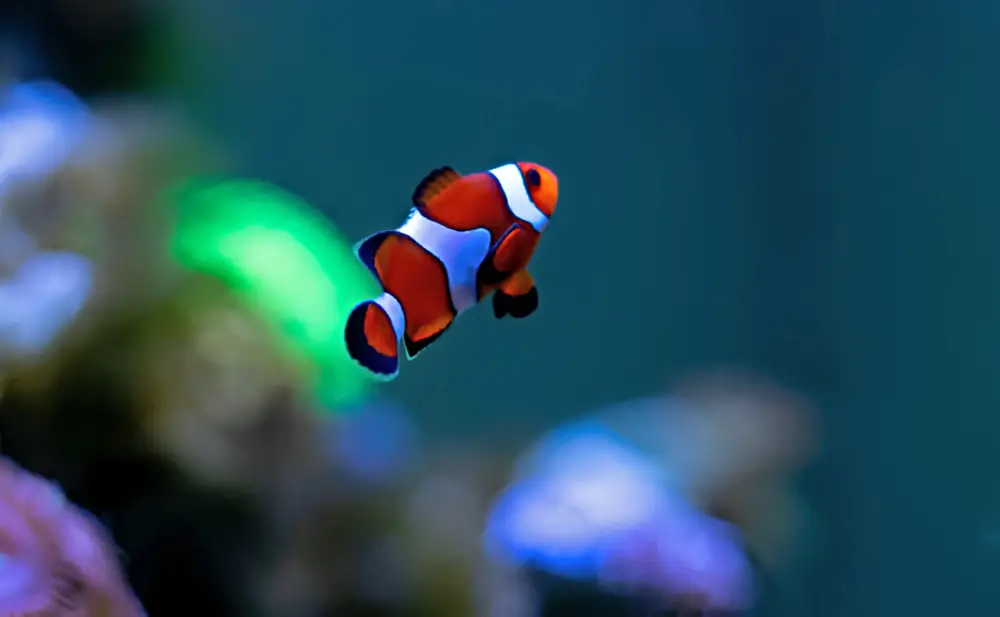 Reef Tank Myths — A clownfish in an aquarium looking up. 