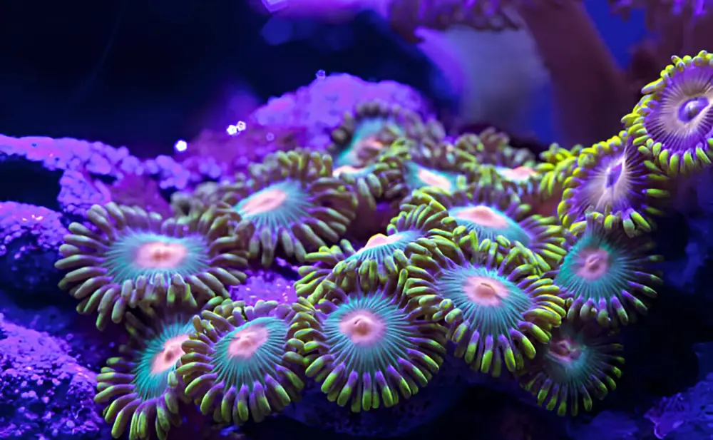 Reef Tank Myths — Close-up of a Zoanthus coral in aquarium reef tank. 