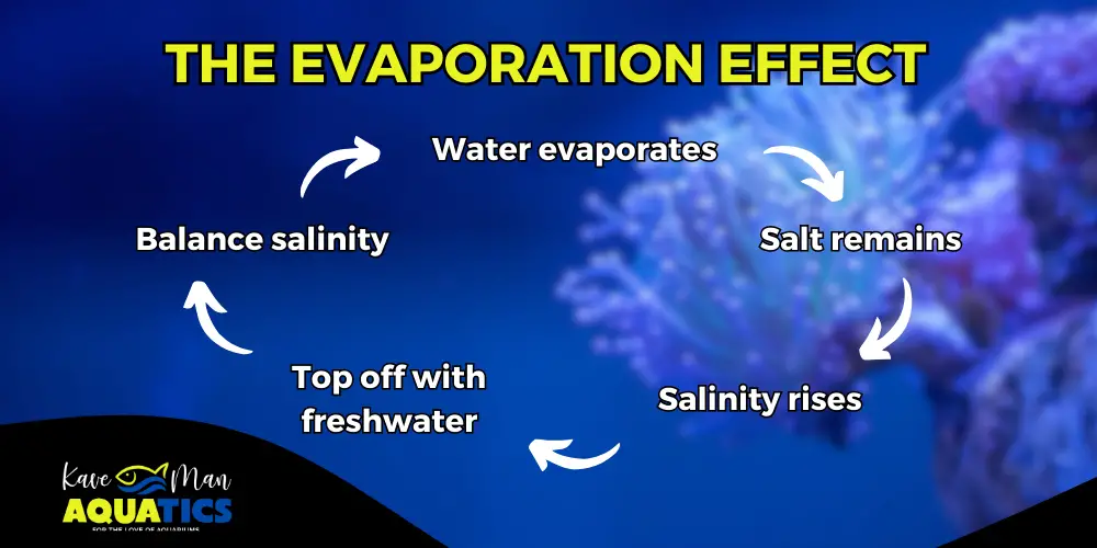 Evaporation and Salinity Levels — The evaporation effect on saltwater tanks via KaveMan Aquatics