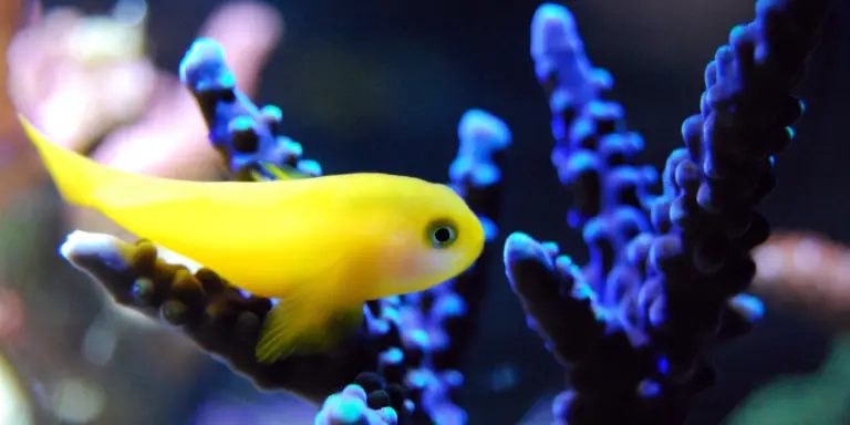 Types of Saltwater Tanks — A zoomed-in photo of a yellow coralgoby swimming near a royal blue hoeksemai