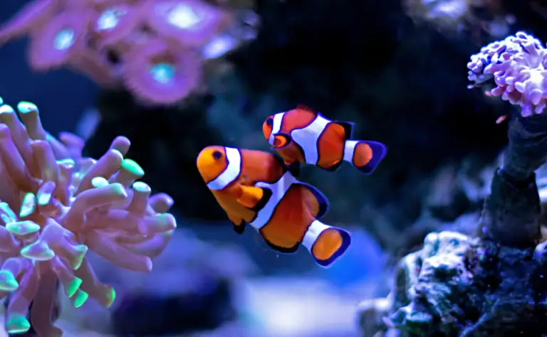 Reef Tank Myths — Clownfish in a saltwater aquarium.