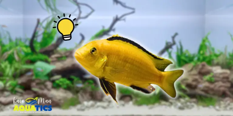 Cichlid Tank Setup Ideas — Yellow African cichlid with an idea and light bulb