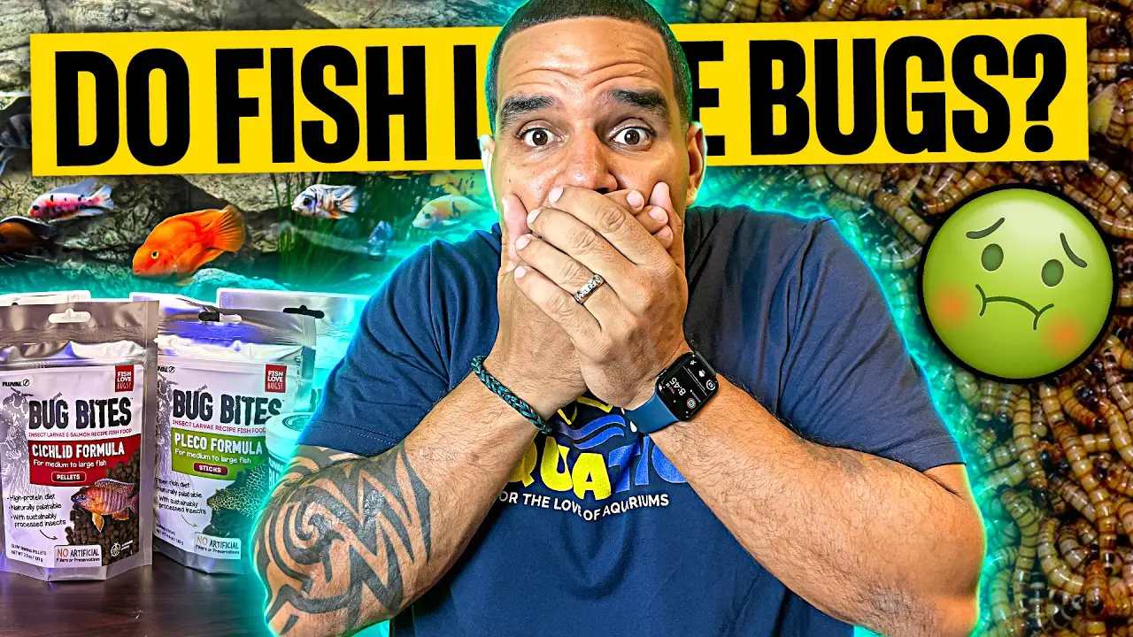 Fish Eat Bugs — Fluval Bug Bites - Black Soldiers for the W! KaveMan Aquatics YouTube video