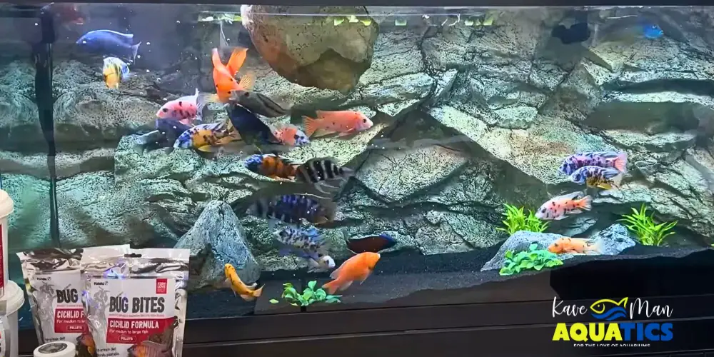 Fish Eat Bugs — KaveMan Aquatics’ fish having some Bug Bites