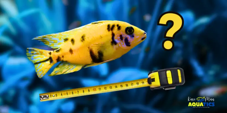 How Big Do African Cichlids Get — Yellow Peacock African Cichlid with yellow measuring tape and question mark