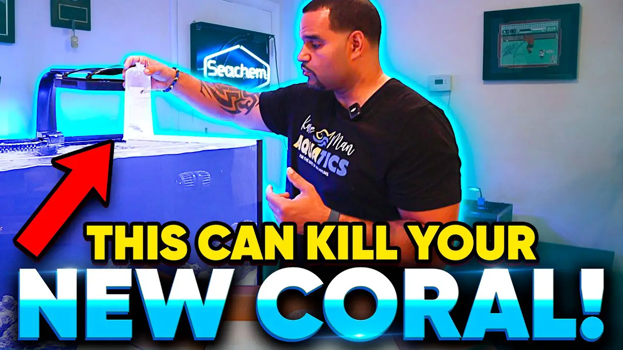 Quarantine Coral — New Coral Dipping - w/ Seachem Reef Dip KaveMan Aquatics YouTube video thumbnail