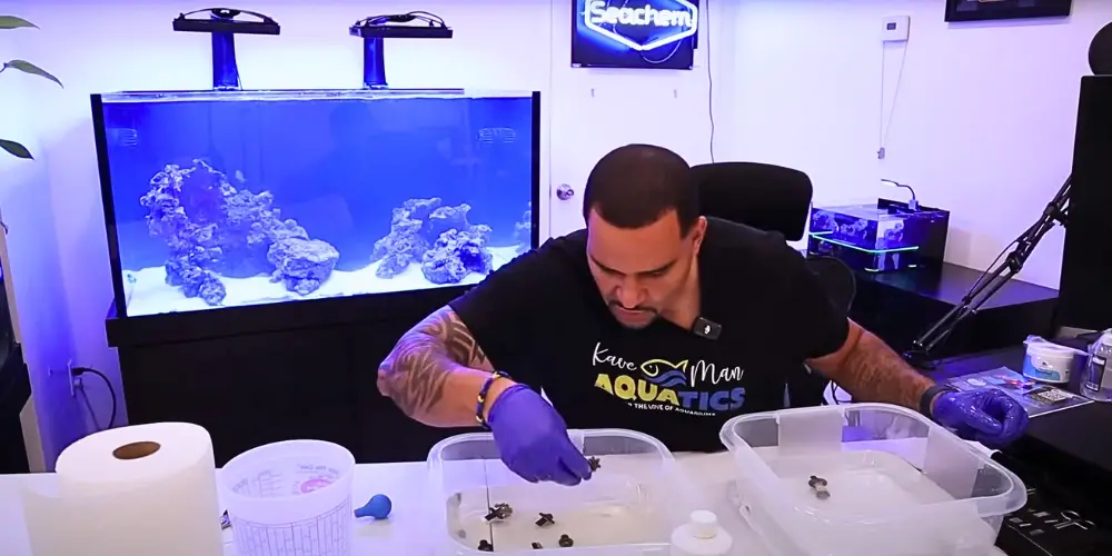 Quarantine Coral — Kev from KaveMan Aquatics busy dipping his new coral