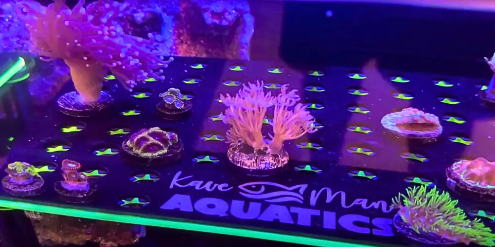 Quarantine Coral — KaveMan Aquatics' vibrant coral in a quarantine tank