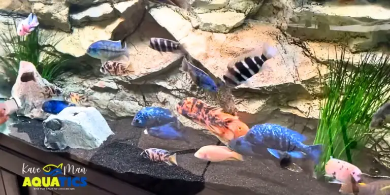 African Cichlid Aquarium Setup — KaveMan Aquatics’ African cichlid aquarium setup