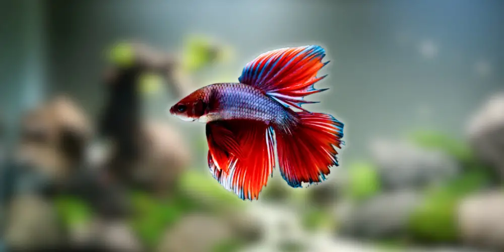 Best Pet Fish — Betta Fish