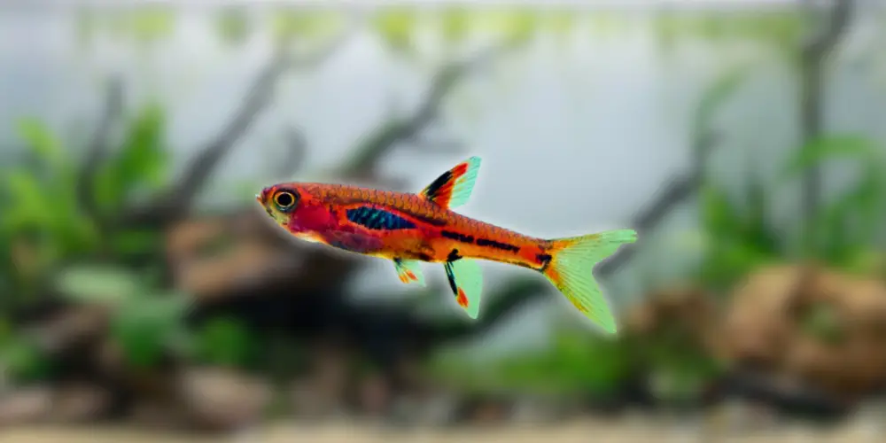 Chili Rasbora