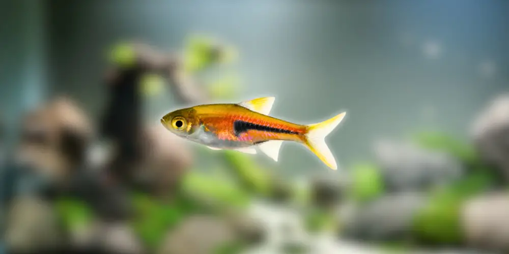 Best Pet Fish — Harlequin Rasboras