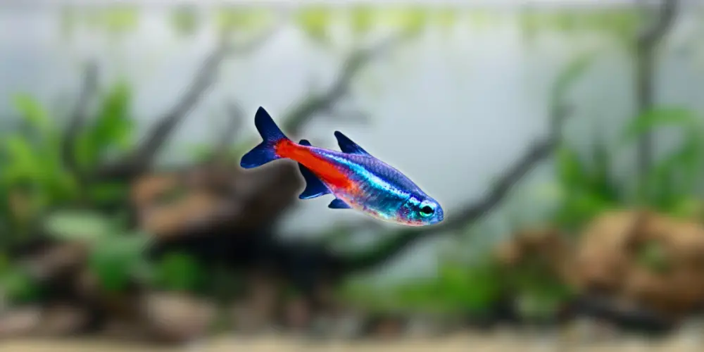 Neon Tetra