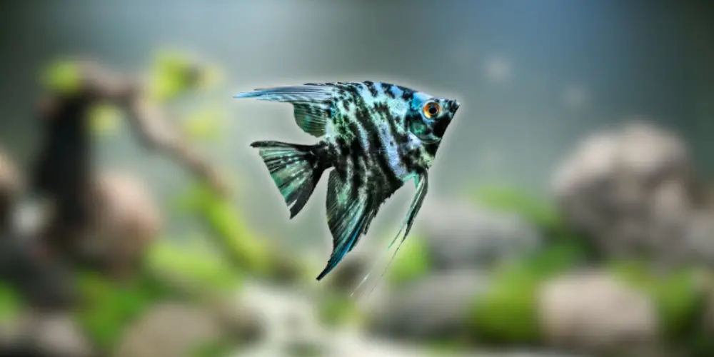 Best Pet Fish — Angelfish