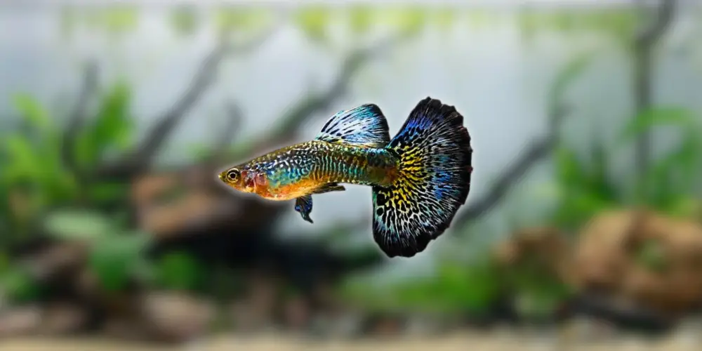 Fancy Guppy