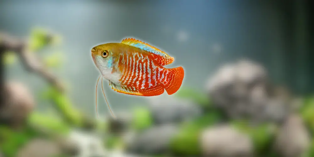 Best Pet Fish — Dwarf Gourami