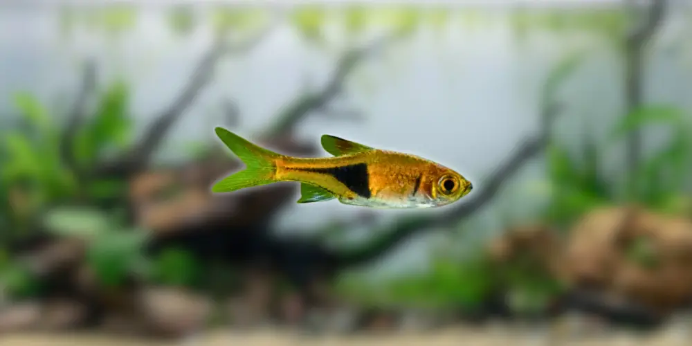 Harlequin Rasbora