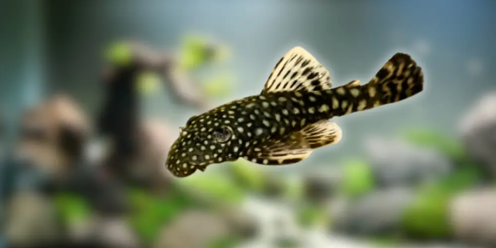 Best Pet Fish — Bristlenose Pleco