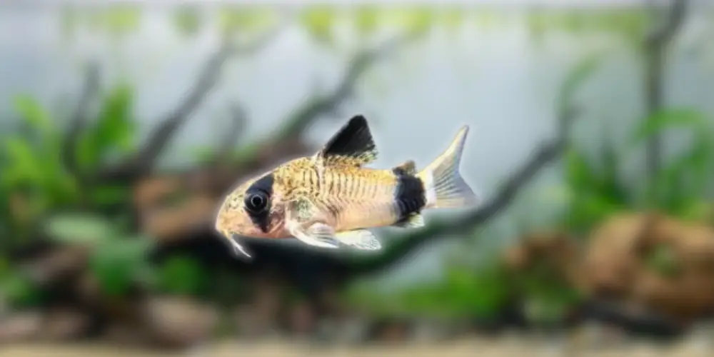 Panda Corydoras