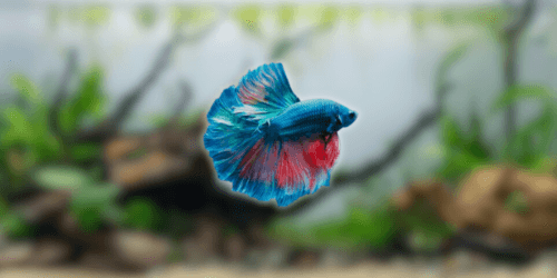Fresh Look at Best Fish For A Small Tank Ideal Species For Limited