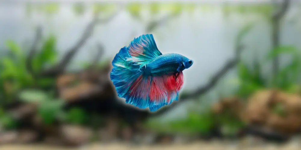 Betta Fish