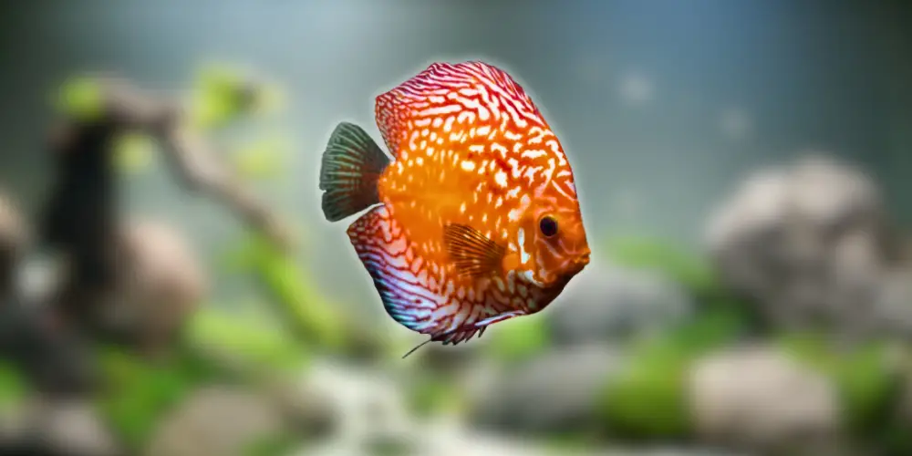 Best Pet Fish — Discus Fish