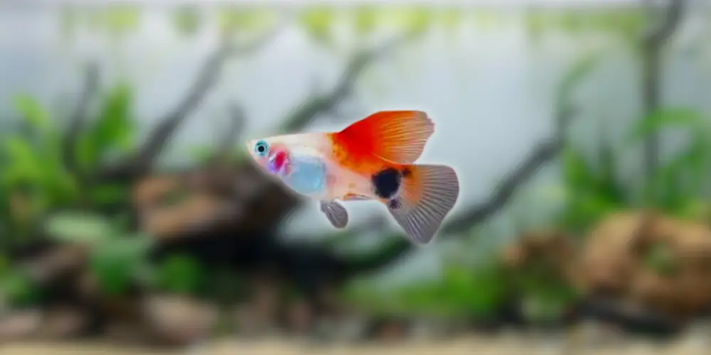 Mickey Mouse Platy