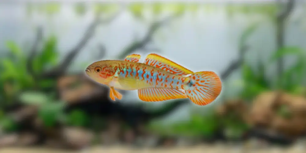 Peacock Gudgeon