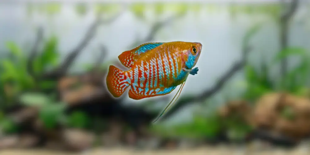 Dwarf Gourami