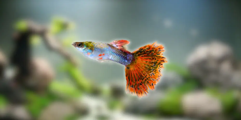 Best Pet Fish — Guppy