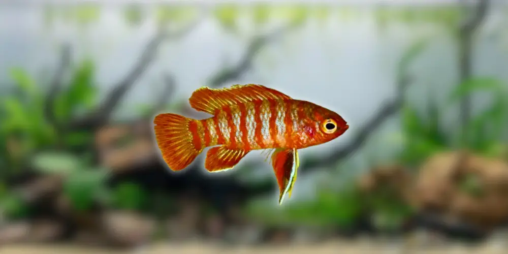 Scarlet Badis