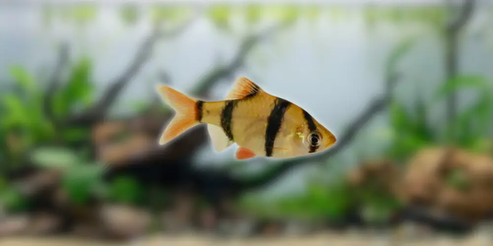 Tiger Barb