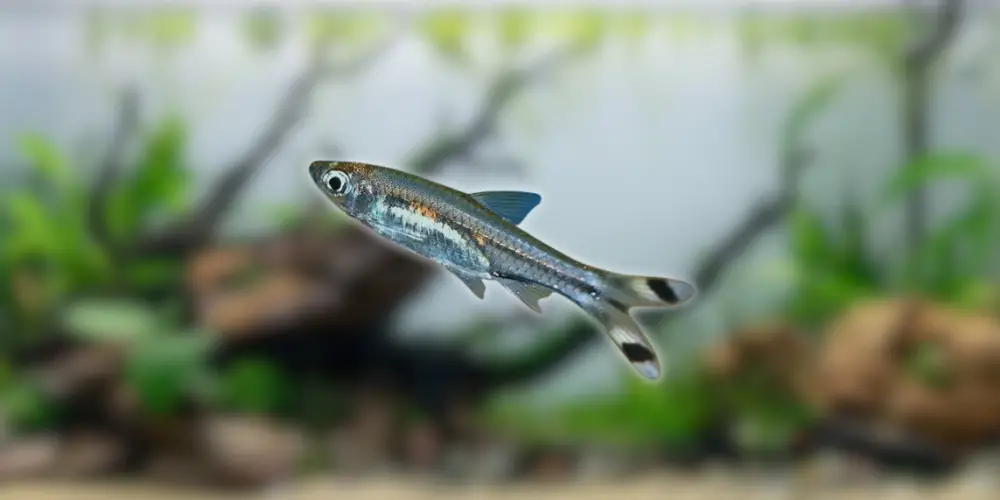 Scissortail Rasbora