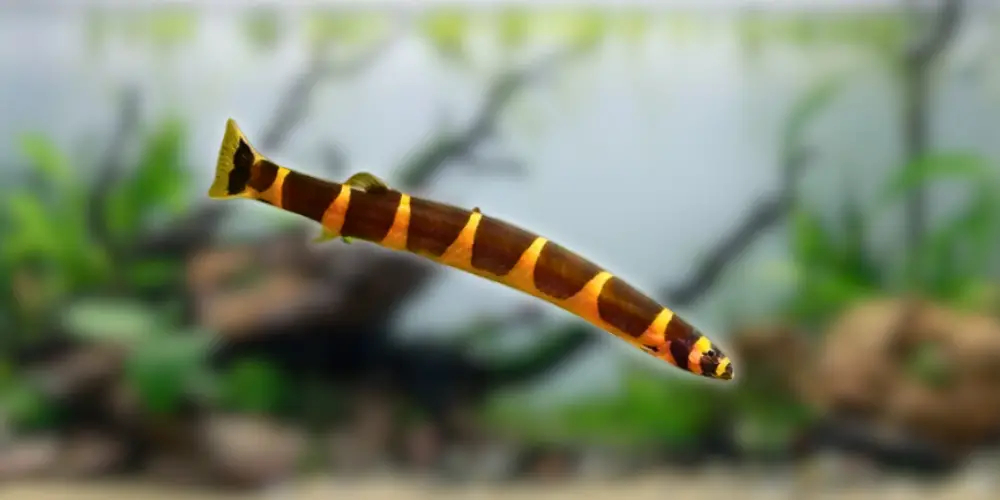 Kuhli Loach