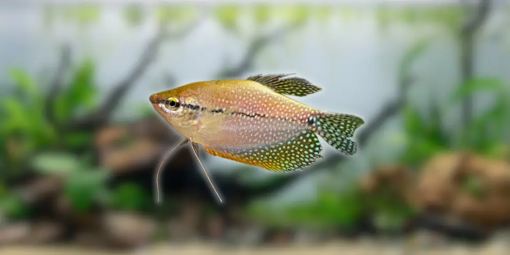 Pearl Gourami