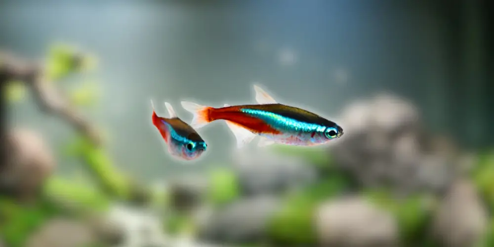 Best Pet Fish — Neon Tetras