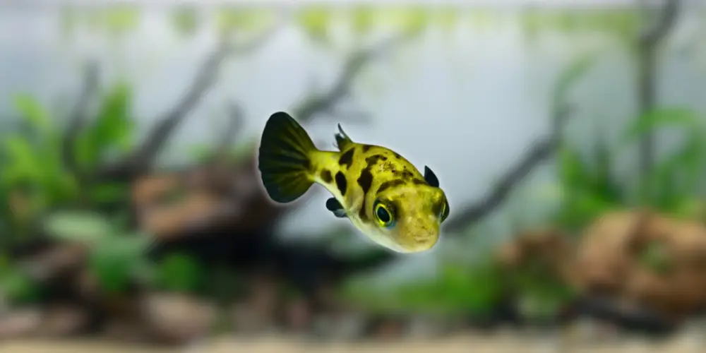 Pea Puffer