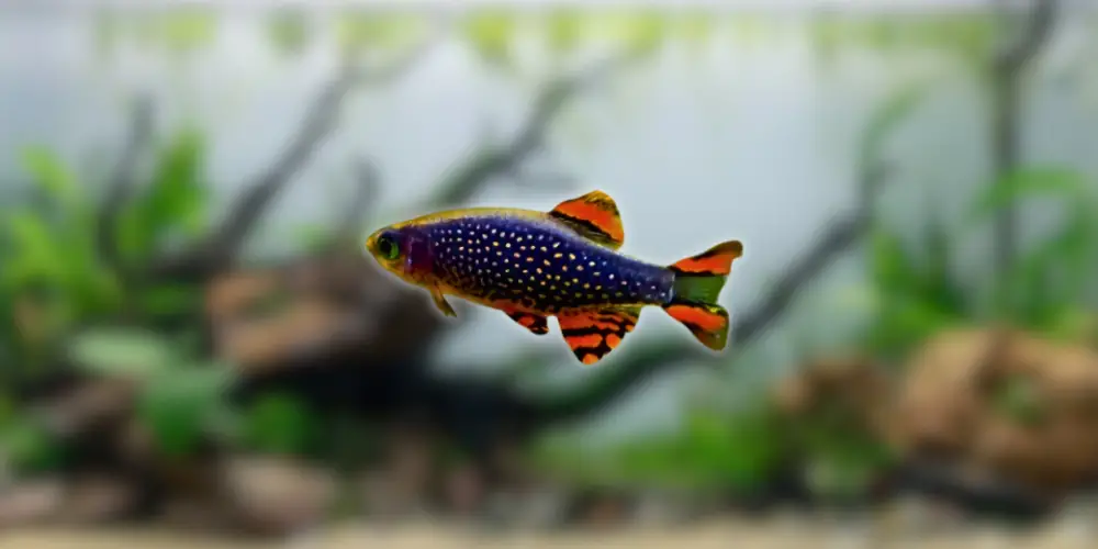 Celestial Pearl Danio