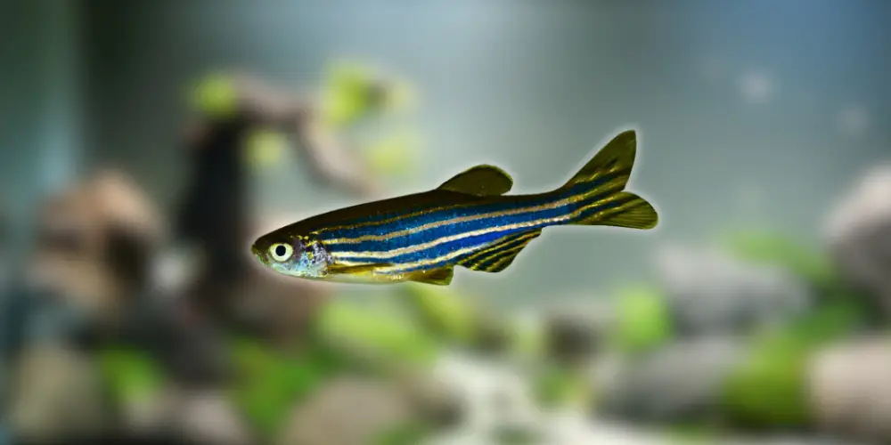 Best Pet Fish — Zebra Danios