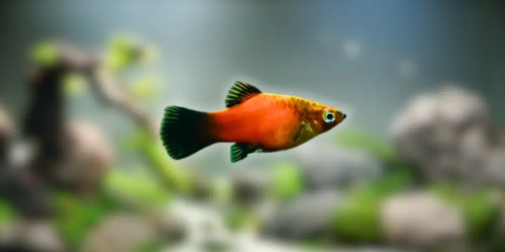 Best Pet Fish — Platies