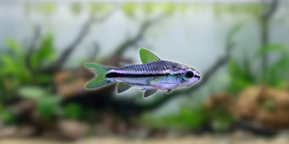 Pygmy Corydoras