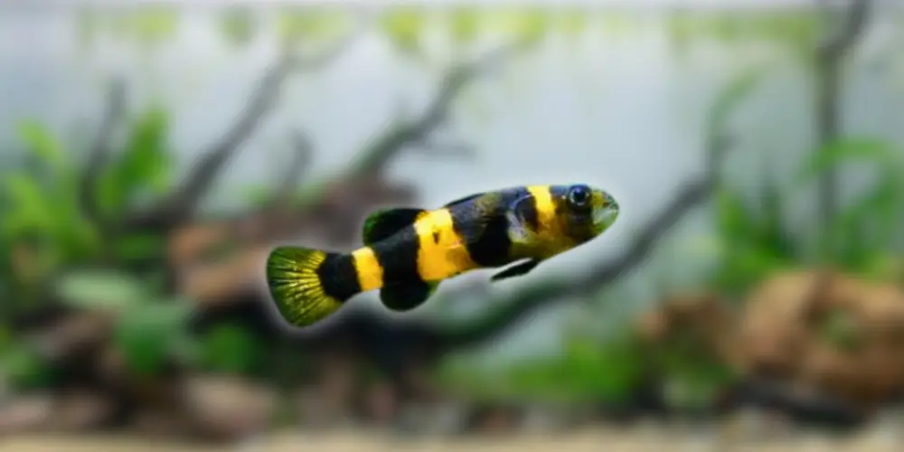 Bumblebee Goby