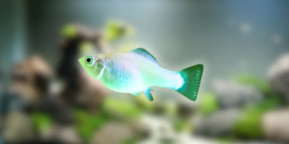 Best Pet Fish — Mollies