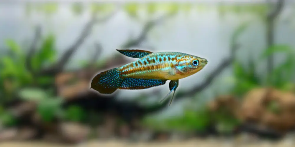 Pygmy Gourami