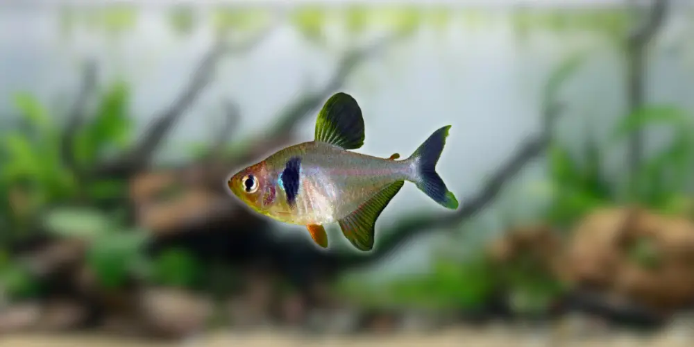 Black Phantom Tetra