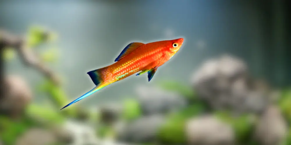 Best Pet Fish — Swordtails