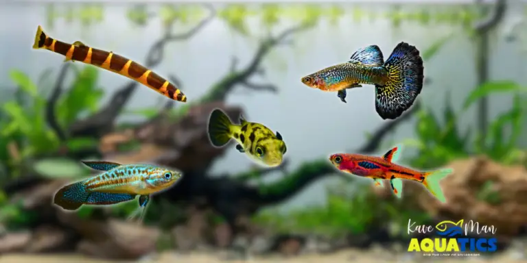 Best Fish for a Small Tank — KaveMan Aquatics