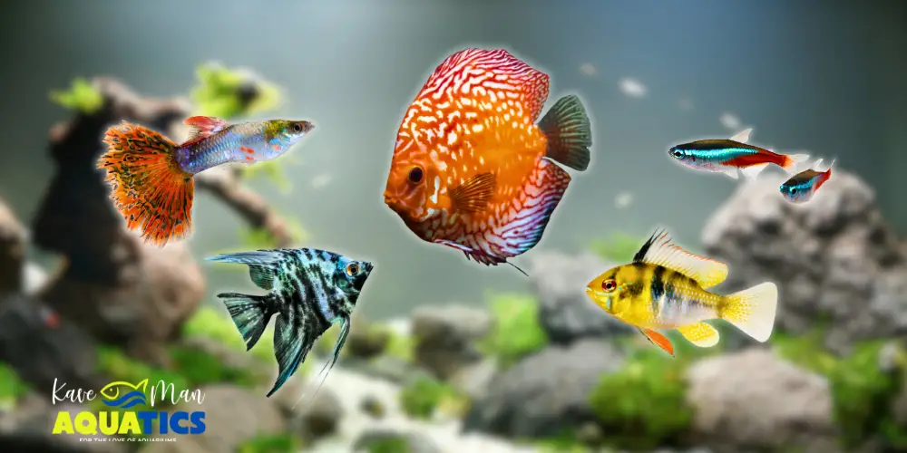 Best Pet Fish — Discus fish, Guppy, Betta Fish, and German Blue Ram in a tank