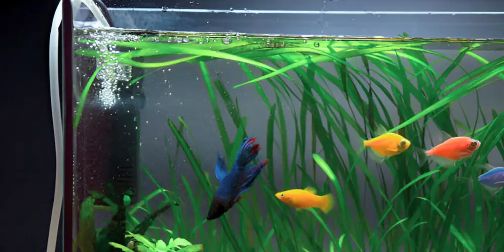 How to Clean a Fish Tank — Aeration of water in aquariums with different colored fishes and plants. 