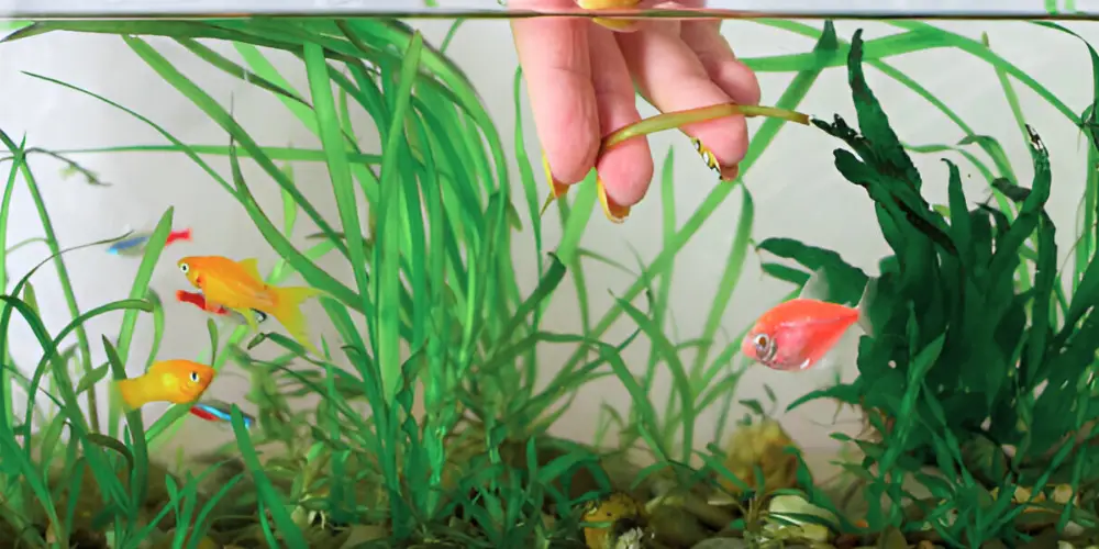 How to Clean a Fish Tank — Hand removing old aquarium plants and cleaning glass